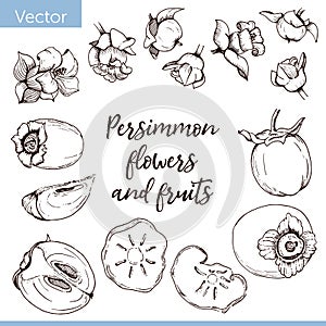 Set of vector elements. Persimmon flowers and fruits